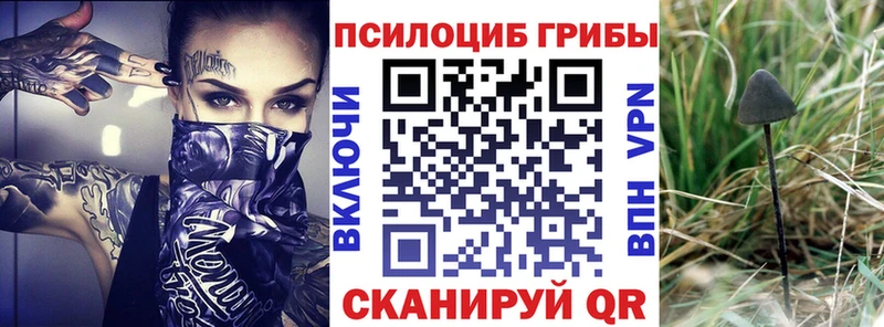 дарнет шоп  Коркино  Галлюциногенные грибы Psilocybine cubensis 